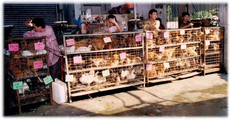 Chicken market, Canton China.jpg - Chicken market